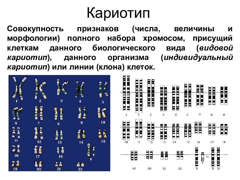 Хромосомный набор клеток мужчин. Кариотип набор хромосом 2n2c. Набор хромосом, геном, кариотип.. Хромосомный набор кариотип человека. Кариотип совокупность признаков набора хромосом.
