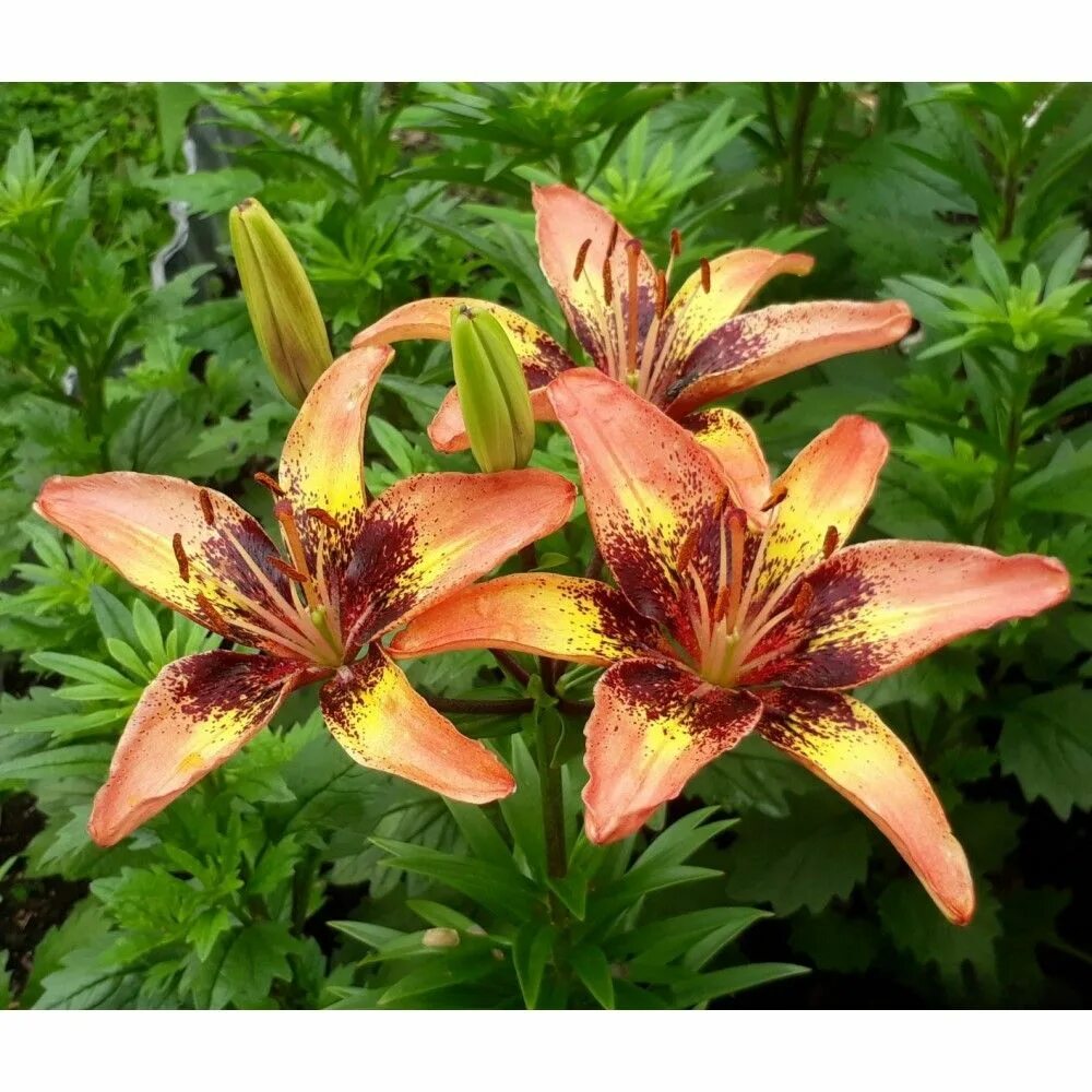 Pin on Lilium In My Garden