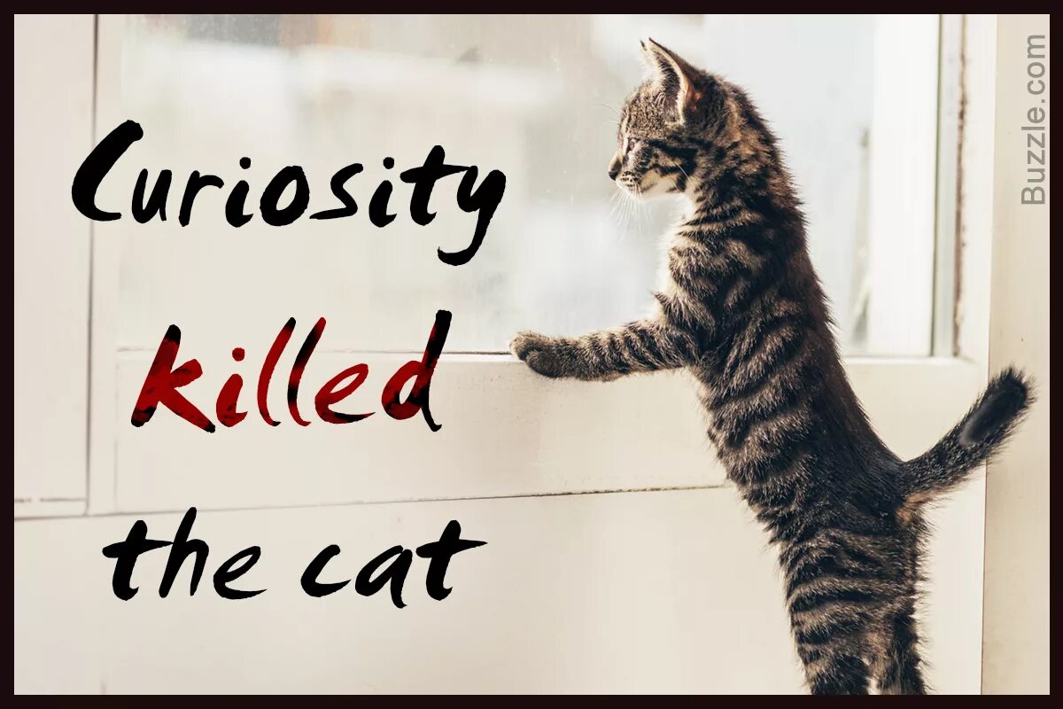 Curiosity killed the. Curiosity Killed the Cat русский эквивалент. Пословица Curiosity Killed a Cat.. Curiosity с котиком. Curiosity Killed the Cat 2012.
