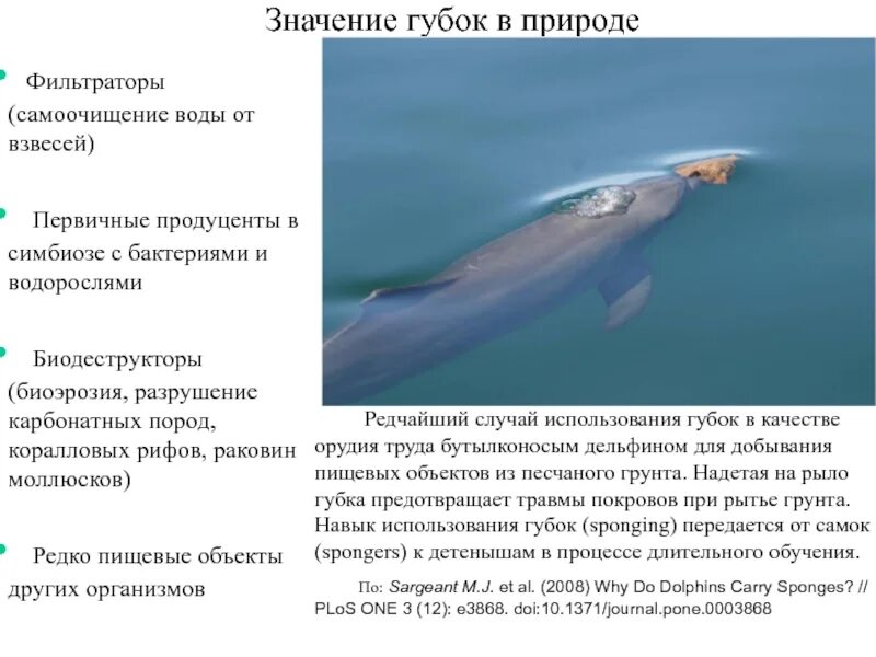 Как человек использует губки. Значение губок. роль губок в природе. значение губок в природе и для человека. роль губок в природе и жизни человека.