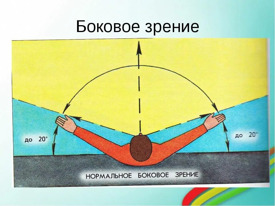 Периферийное зрение. Боковое зрение. Периферическое зренеи е. Боковое зрение человека. Почему при боковом зрении хорошо видна