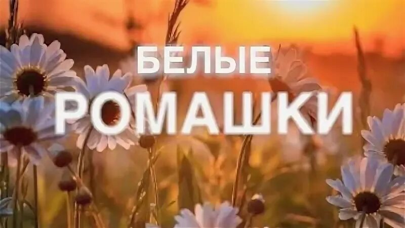 Песня белые ромашки с нашей