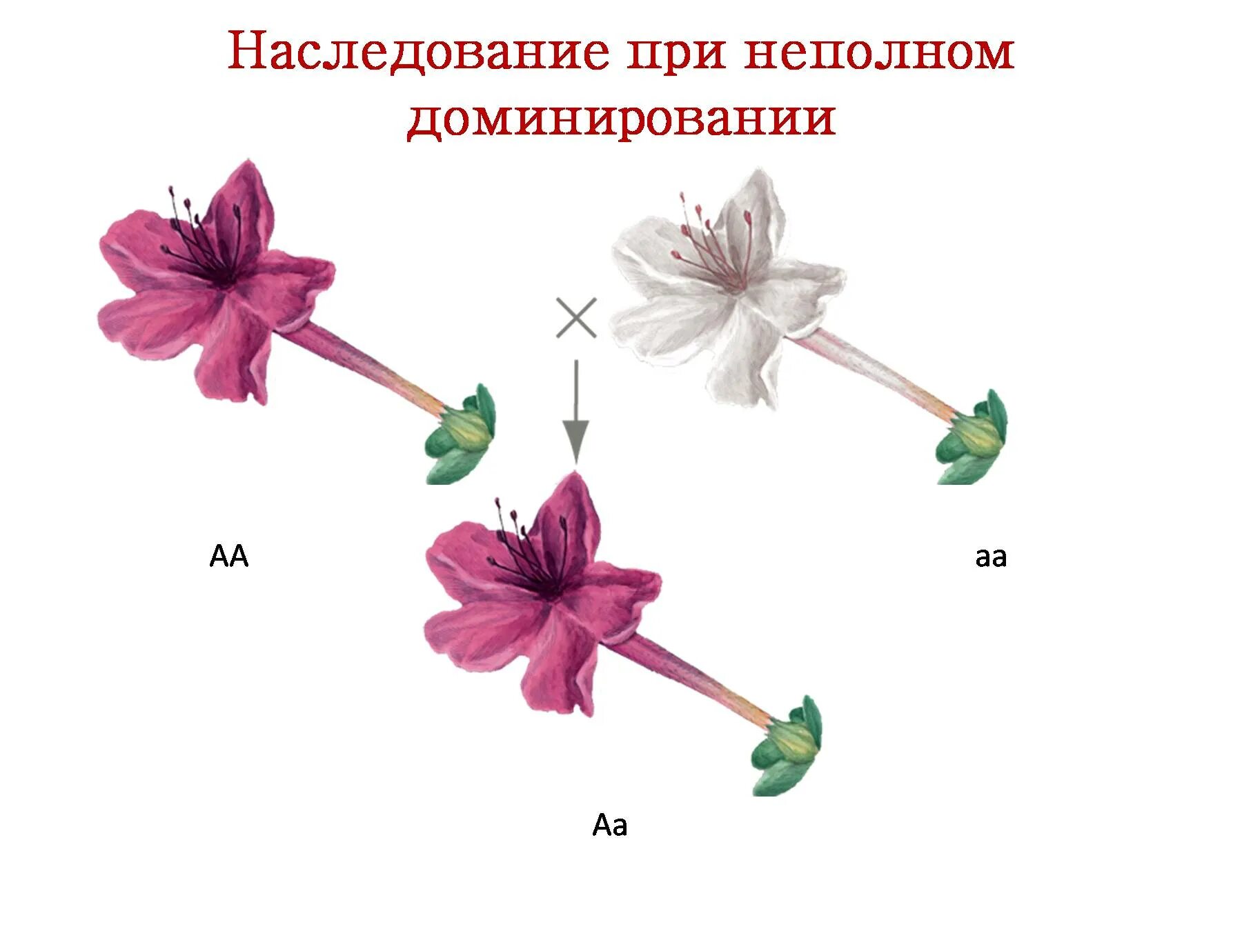 Неполное доминирование схема. Полное доминирование это в генетике. Неполное доминирование это в биологии. Полное доминирование примеры. Особенности доминирования