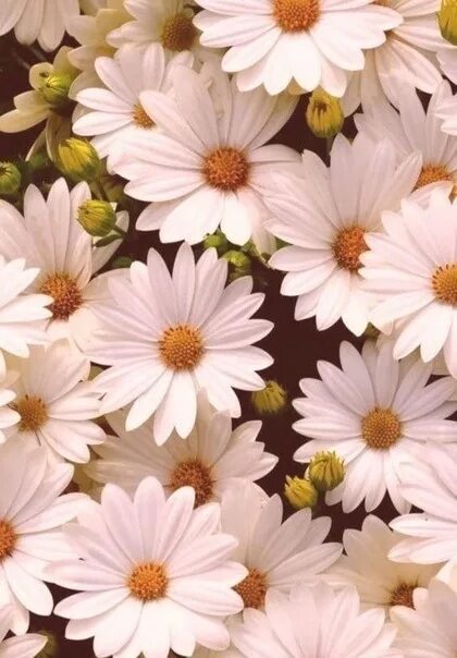 Amoled Flower HD iPhone Wallpaper Flower iphone wallpaper, Beautiful flowers hd 
