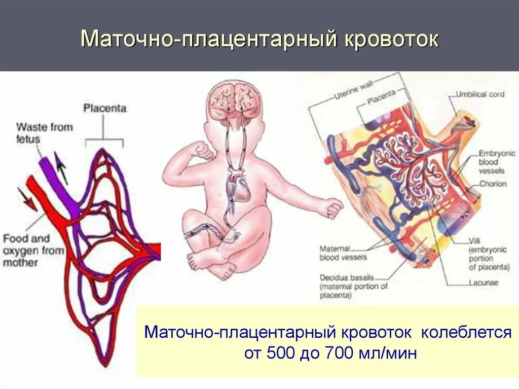 Маточно-плацентарный кровоток 1а. Маточный кровоток при беременности. Схема кровообращения плаценты. Маточно-плацентарное кровообращение схема. Индекс резистентности артерий