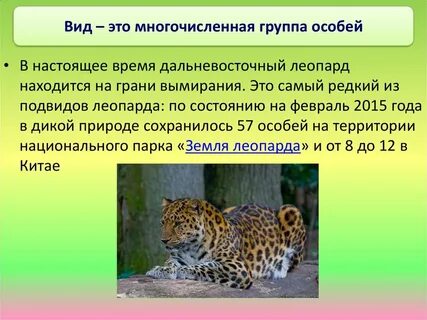 Почему леопарды в красной книге