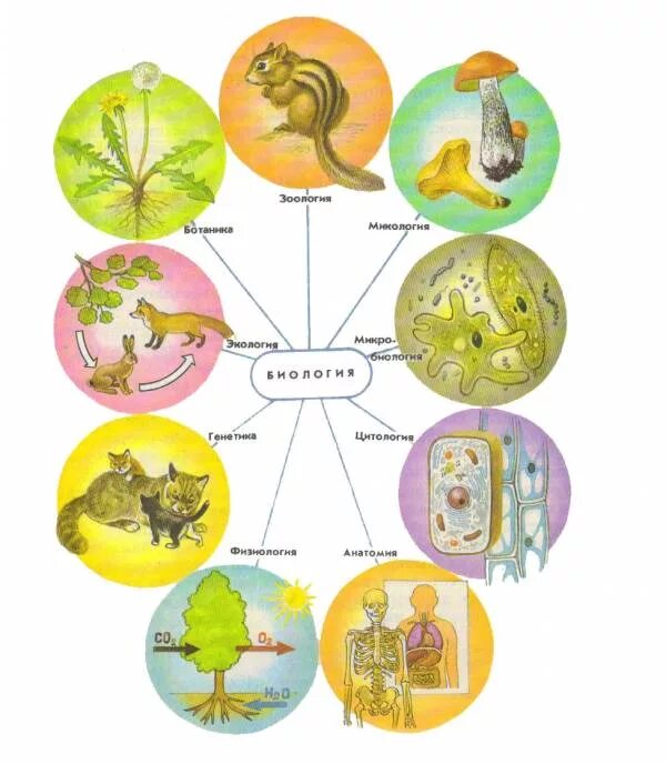 царство животных царство растений царство грибов царство бактерий.