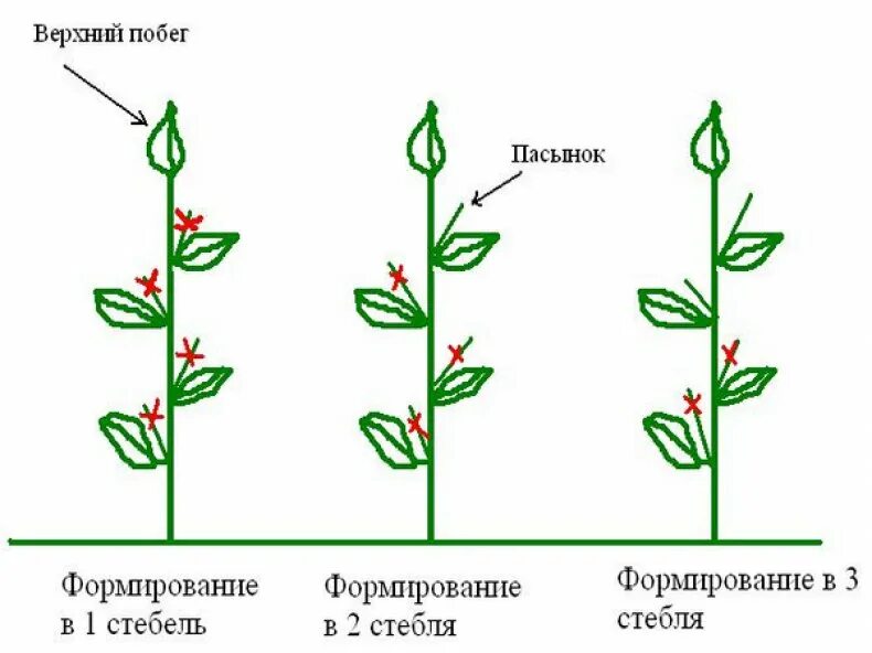 Пасынкование перцев. Схема пасынкования томатов. пасынкование томатов в теплице схема. пасынковать помидоры правильно. схема формирования томатов в один стебель.