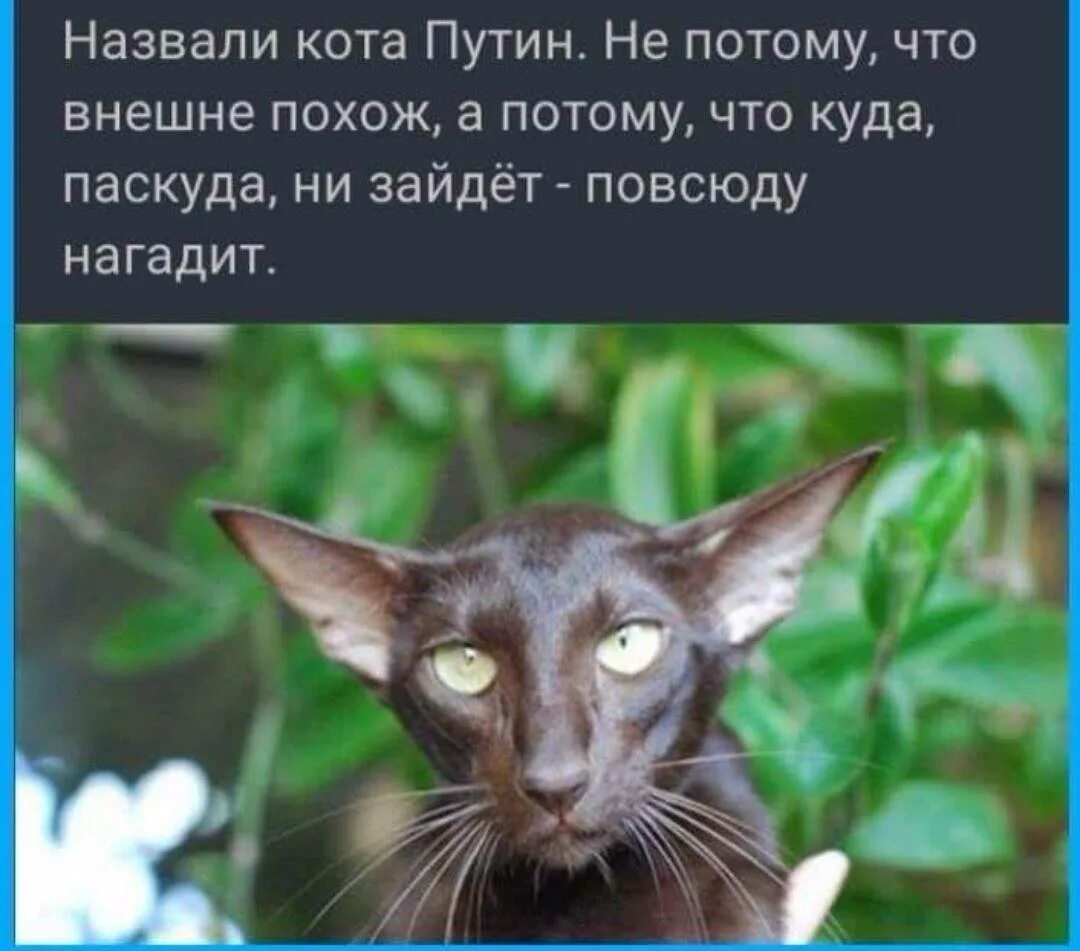 Включи кота называется. Кот зовет. Как зовут кота. Как назвать кота. Имена для котят.