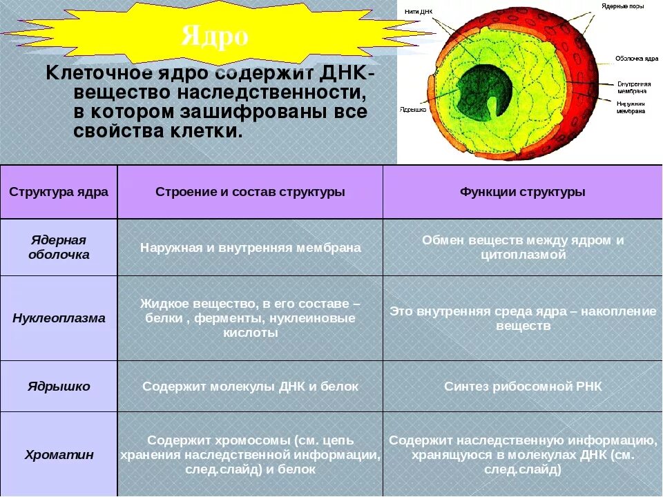 Охарактеризуйте строение клетки ядро. Структура ядра ядро оболочка таблица. Ядро и ядрышко строение и функции. Клеточное ядро строение и функции.