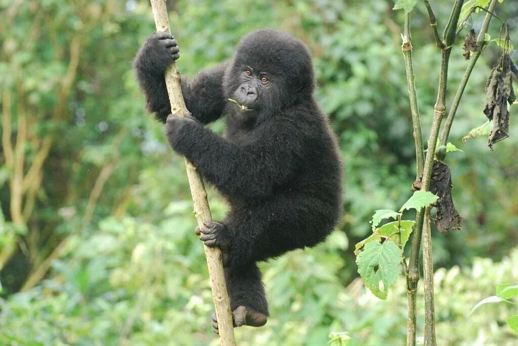 Monkey gorilla