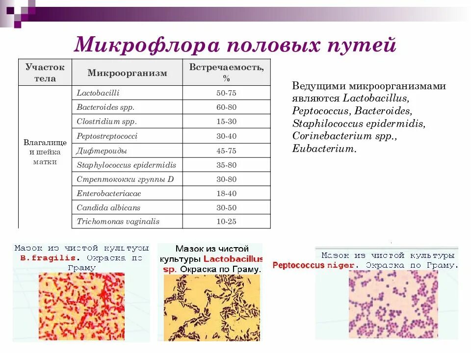 Микробиоценоз микроорганизмов