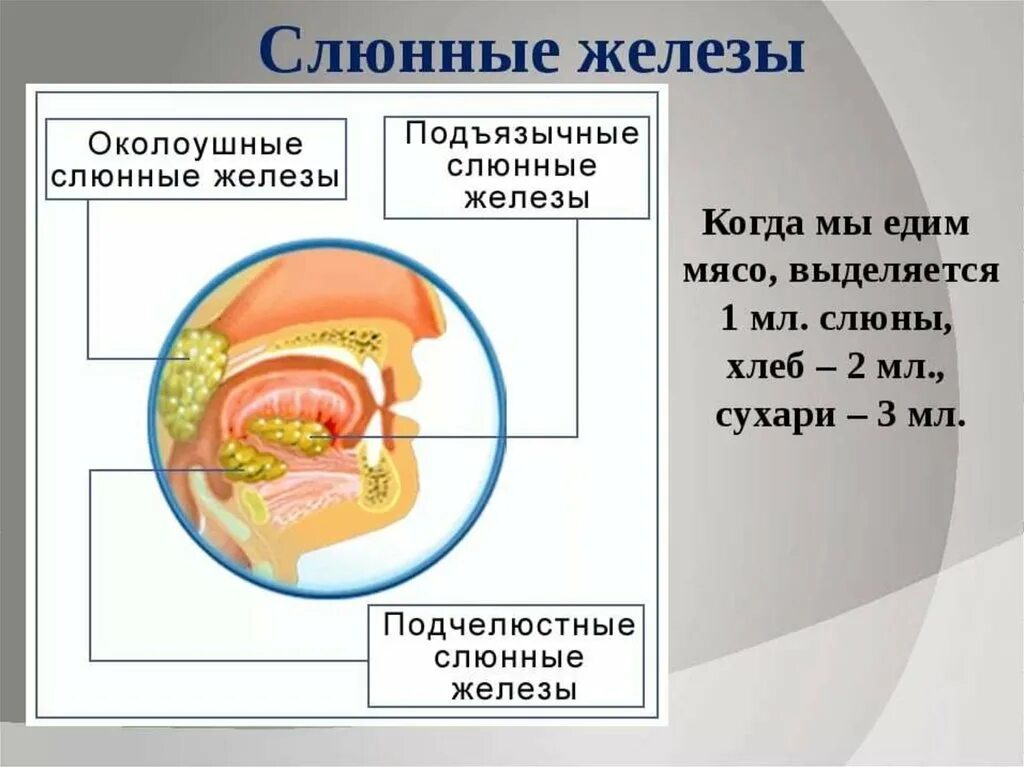 Пищеварение в ротовой полости функции. Ротовая полость анатомия слюнные железы. Продукты расщепления слюнных желез. Пищеварительные железы ротовой полости. Слюнные железы выделяемый секрет.