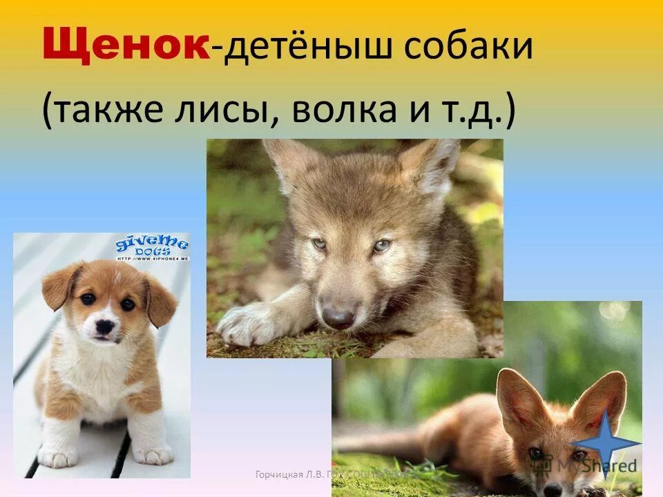 формы слова щенок