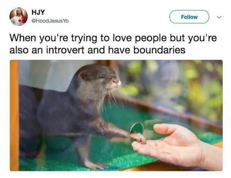 When you re here. Introverted but willing to discuss Cats. Introverted but willing to discuss Cats meme.