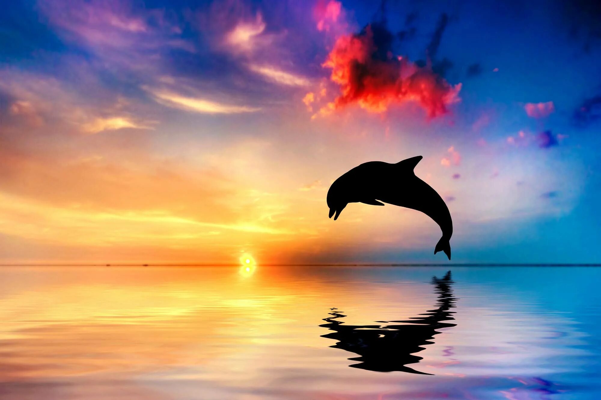 Здесь можно выполнить рисунок показывающий удивительную. Дельфины в море. Дельфины на закате. Красивые дельфины. Дельфин в море.