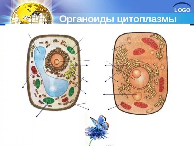 структура клетки. мир клеток 4 класс сообщение. путешествие в мир клеток 4 класс. клетки 4 класс. клетки 4 класс.