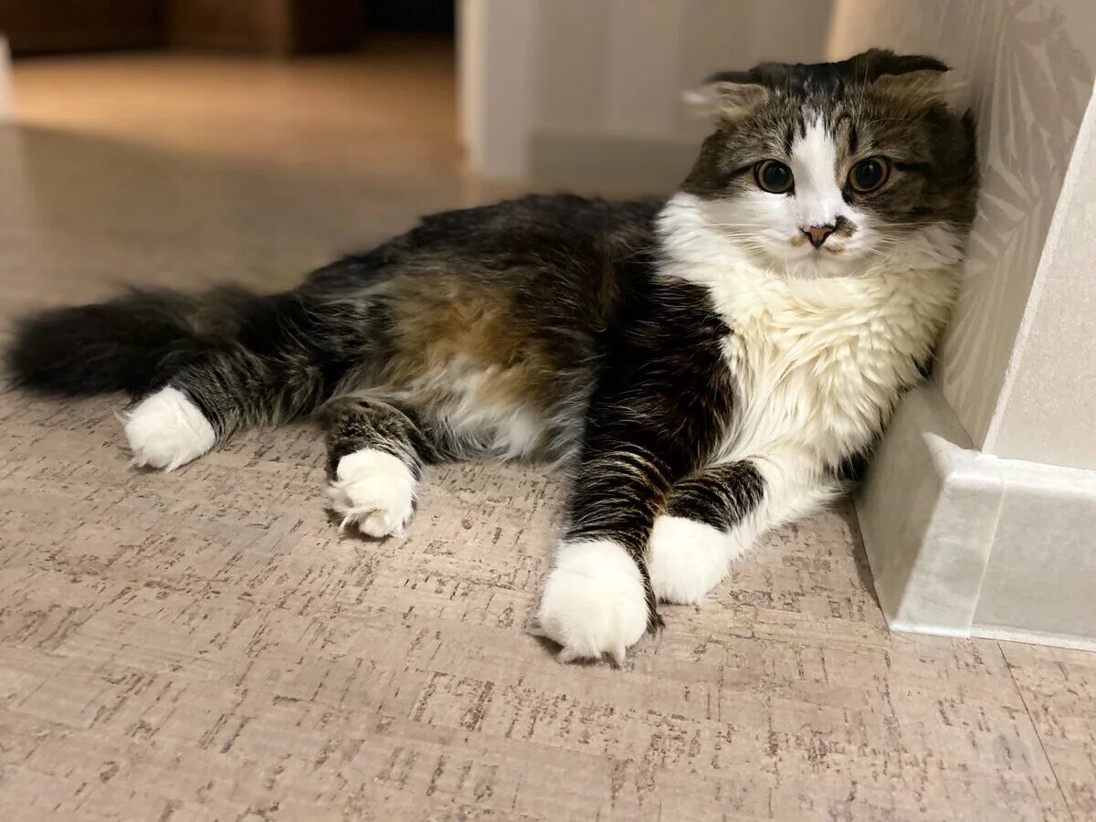 Кузяка дзен. Кузяка. Кузяка дзен кот. Кузяка дзен кот. Кот кузяка рассказ хозяйки.