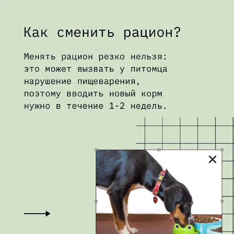 Rain dogs перевод