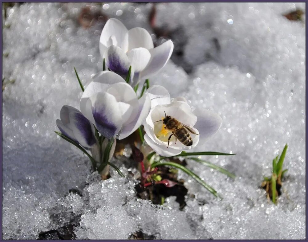 Где в марте снег. Весенние открытки. С первым днем весны. Цветы в снегу.
