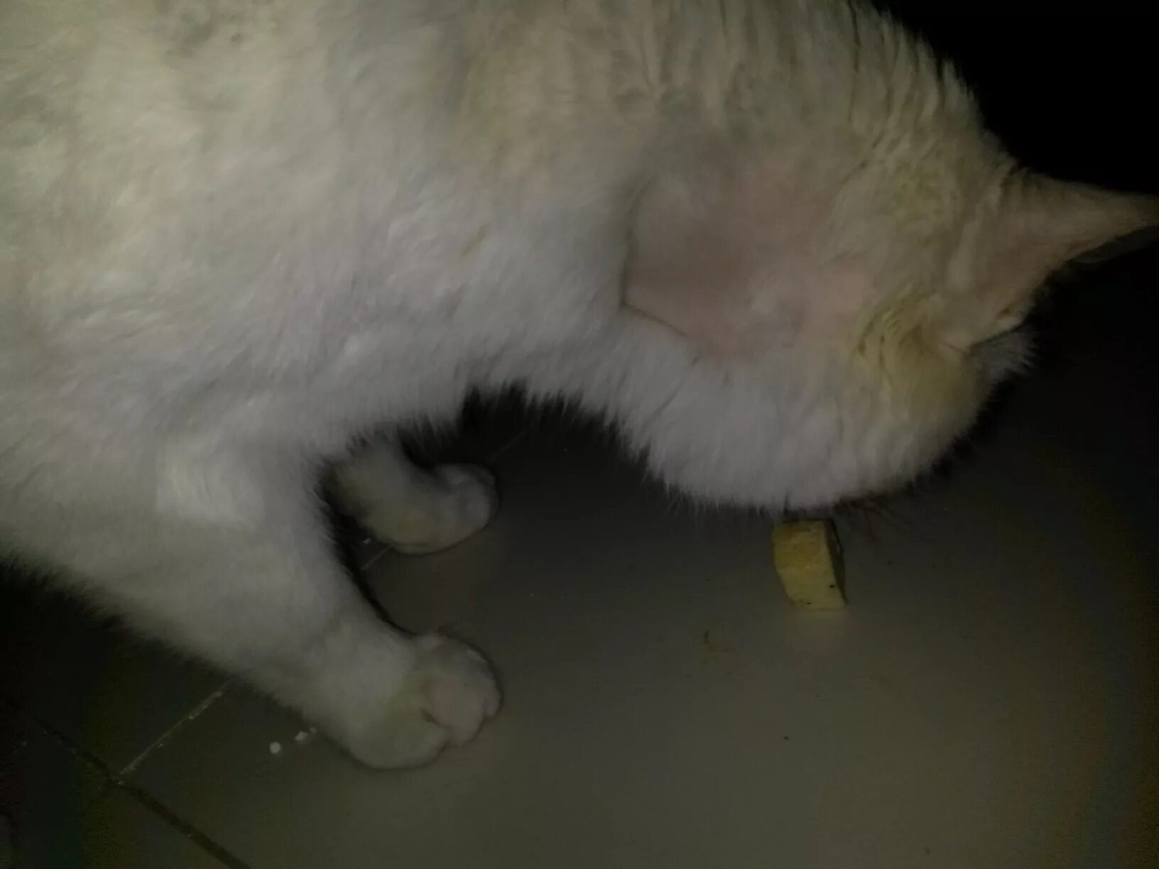 How to Treat a Cat That Has an Abscess: Tips and Guidelines HowStuffWorks