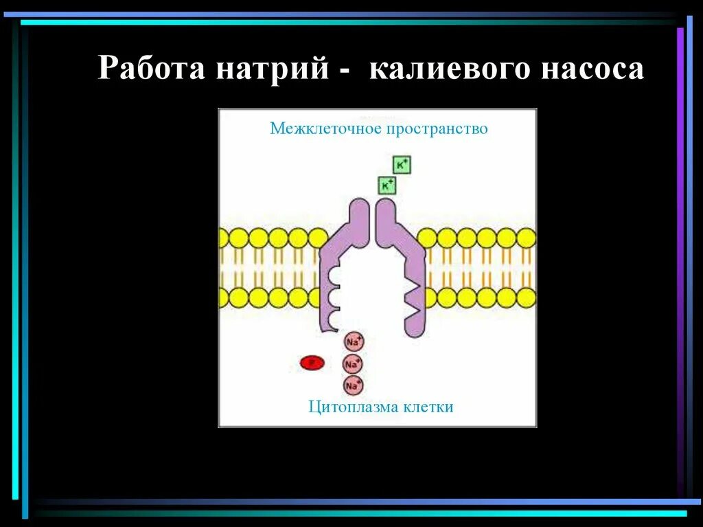 Работа натриево калиевого насоса
