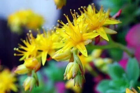 Gold plant