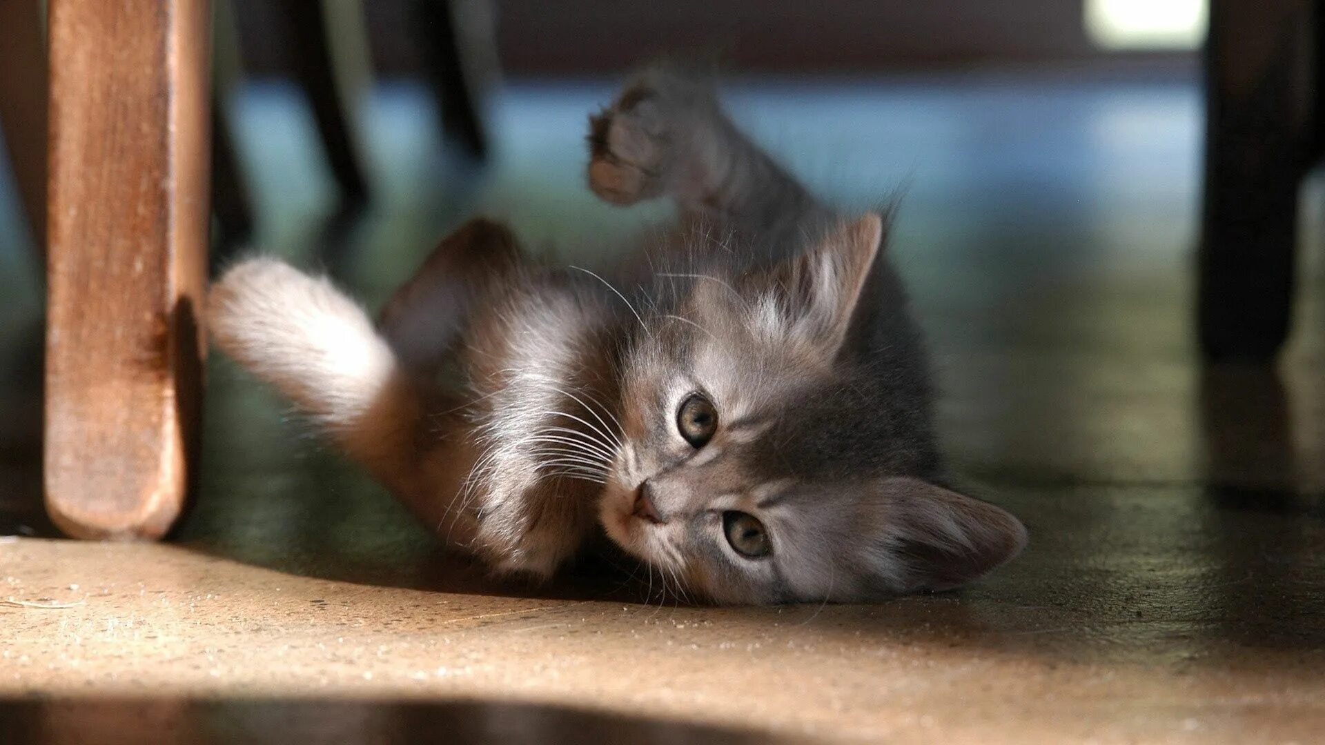 Котята играют на полу. Красивые котята. Котята фото. Милые котята. Милые котята игривые.