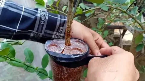 Где взять саженец дерева
