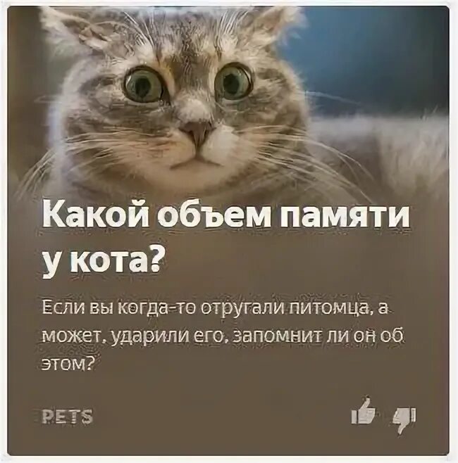 Кошки память на русском. Памяти кота. Какая память у котов. В память о кошке. У кошек есть память.