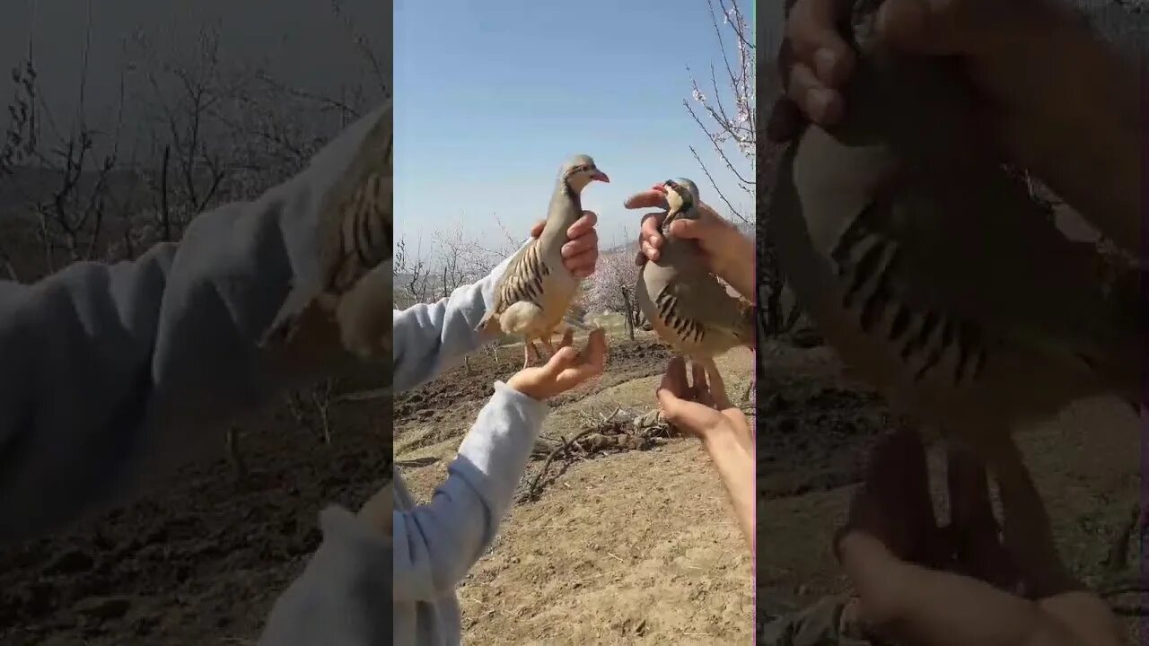 Погода в шурообод. Шурообод Таджикистан. Шурообод Саричашма. Кавги Сахро. Кавги Адири.