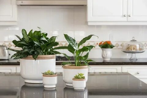 Plant 2020