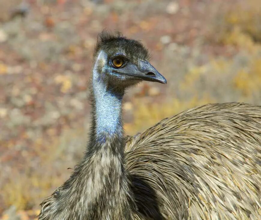 Emu o