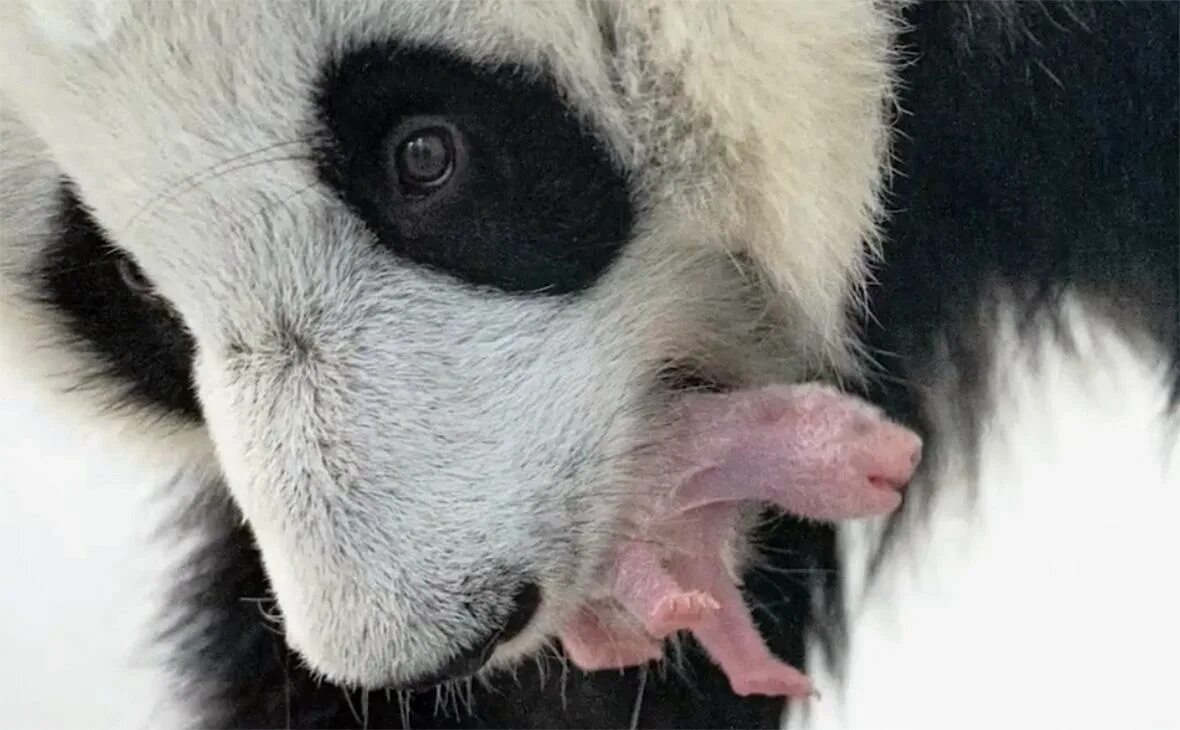 Родившийся детеныш панды. Панда жуи в Московском зоопарке. Детёныш панды в Московском зоопарке. Панда Диндин из Московского зоопарка. Детеныш панды Диндин.