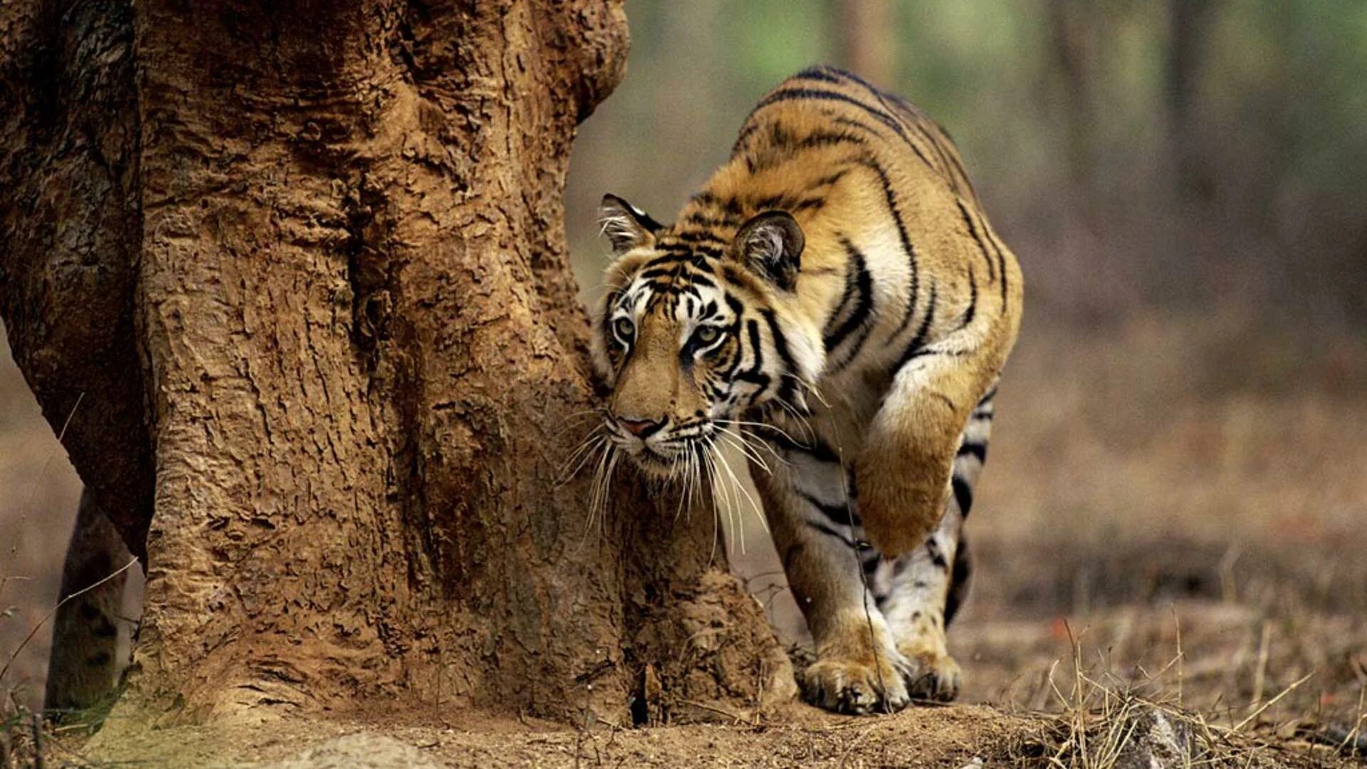 Дикая природа. Много зверей. Фотограф франс лантинг. Тигр охотится. National geographic wild hd.