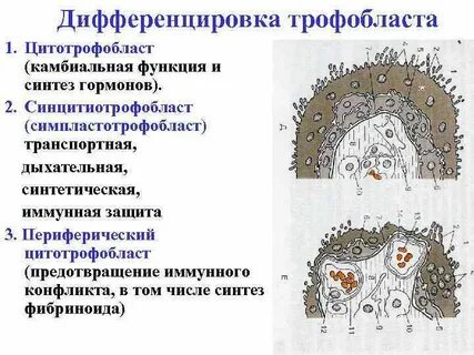 Дифференцировка слоев