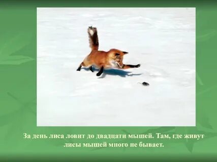 Лови полю