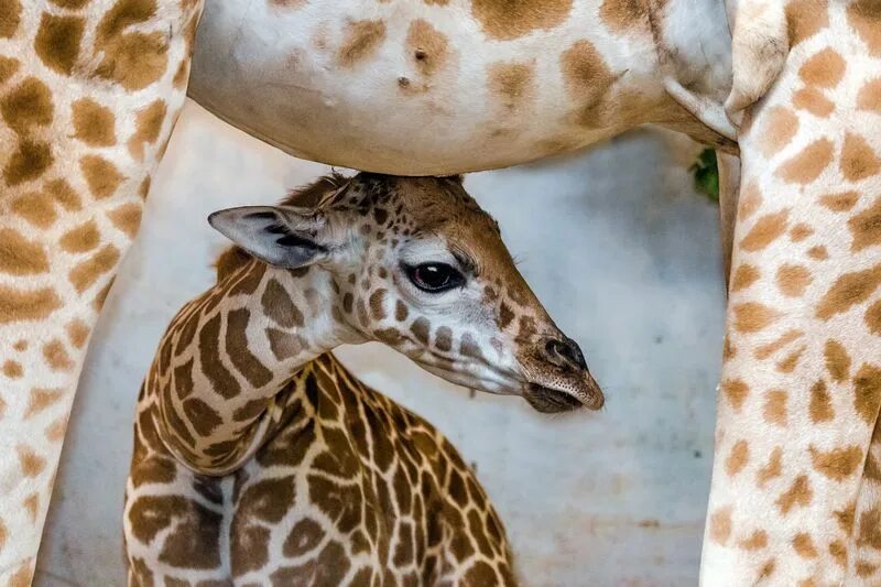 Жираф с детенышем. Детеныш жирафа. Giraffe Calf. Жирафы зимой.