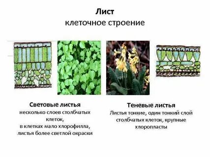Какие листья у светолюбивых