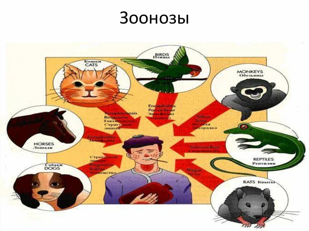 Пути передачи инфекции животных. Зоонозные заболевания. зоонозные инфекционные заболевания. зоонозные инфекции передаются. зоонозы схема.