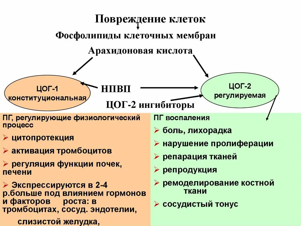Цог 3 препараты. Арахидоновая кислота цог. цог биохимия. арахидоновая кислота и нпвп. цог рецепторы.