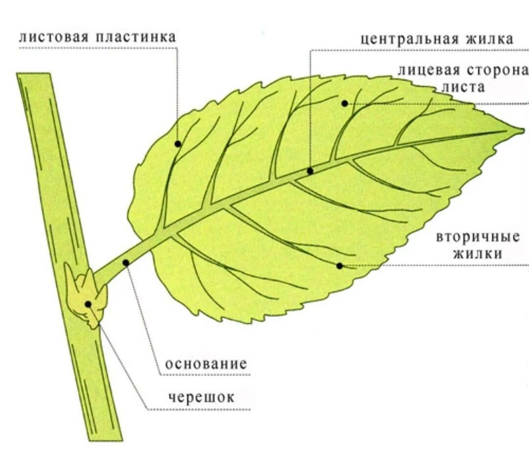 В жилках листа находится сверху. Основание черешок листовая пластинка у листа. Черешок прилистник. Строение черешок, основание листа. Прилистник черешок основание листа.