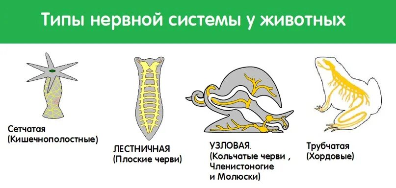 Диффузная нервная система характерна для животных типа. Типы нервной системы диффузная лестничная Узловая трубчатая. Основные типы нервных систем животного.. Типы нервных систем Узловая лестничная. Диффузная Узловая трубчатая нервные системы.