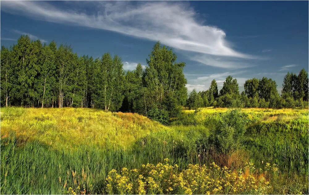 Родина природа. Родная природа. Леса и Луга нашей Родины. Природа родной земли. Леса и луга нашей родины презентация