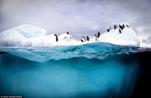 Norma tale antarctic