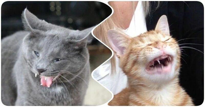 Кот чихает много раз. Кот чихнул. кот чихает мем.