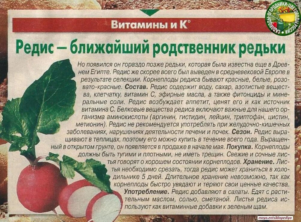 С какого возраста можно давать редиску ребенку