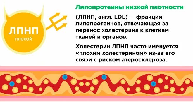 Повышены липопротеиды низкой. Холестерин низкой плотности. Липопротеиды низкой плотности. Липопротеины низкой и высокой плотности. Липопротеиды высокой и низкой плотности.