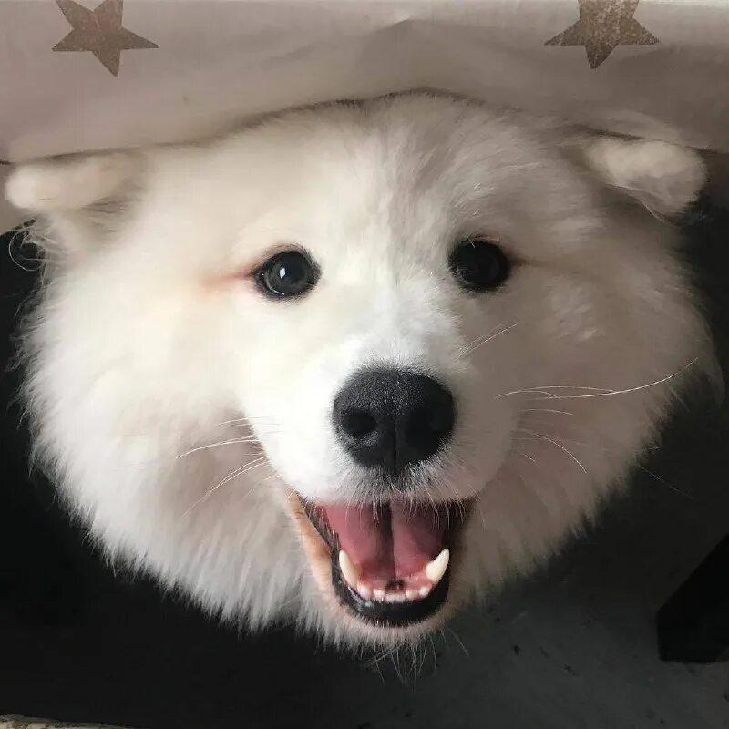 Пикчи собака. Пикчи собака. Милый песик с сердечками. Сиба ину злой. Сиба ину.