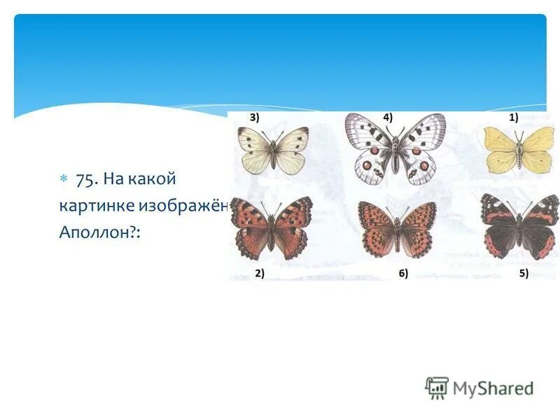 Тест по теме насекомые 2 класс. Тест по теме насекомые. Тест по теме насекомые 2 класс. Тест по теме насекомые 2 класс. Тест по теме насекомые 2 класс.